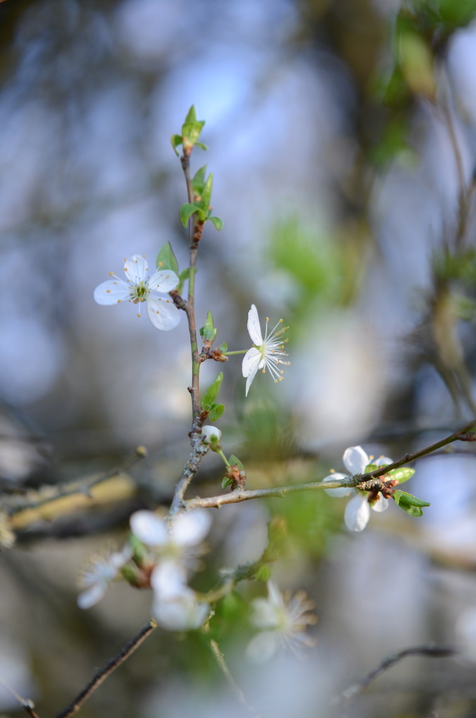 Prunus cerasifera by ninihi