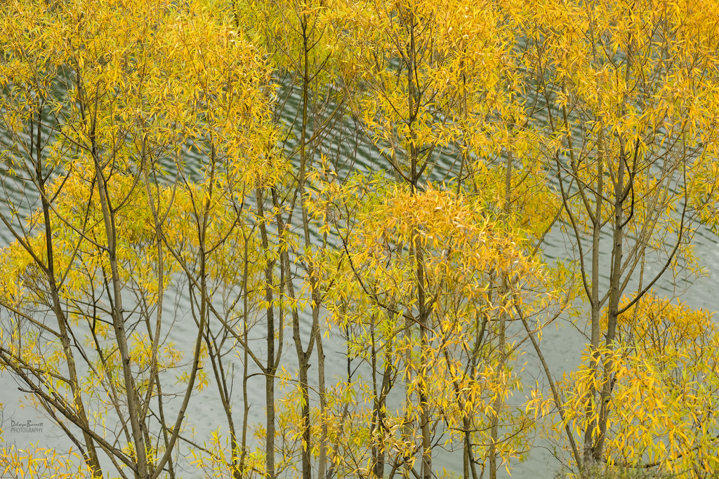 Lake Johnson autumn colours by dkbarnett
