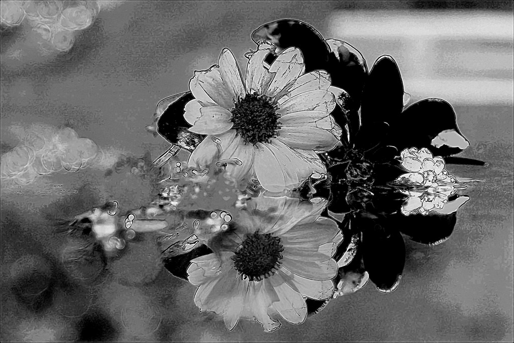 Chrysanthemum mono.......... by ziggy77