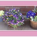 Colourful garden planters. by grace55