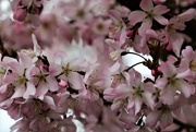 9th Apr 2018 - Cherry Blossom