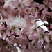 Cherry Blossom by phil_sandford