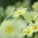 Primrose Yellow by motherjane