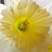 Daffy Daffodil 8 by daisymiller