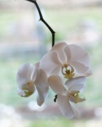 9th Apr 2018 - April 9: Orchid