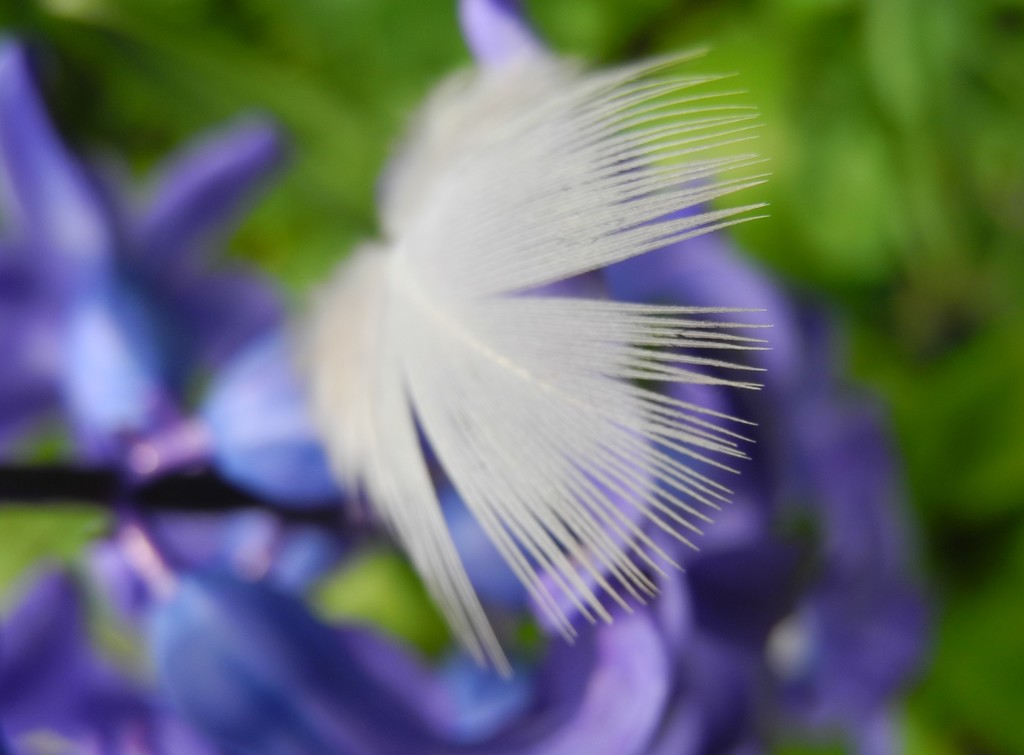 DSCN9403 White feather on blue flower by marijbar