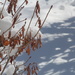 0408_7575 snow shadows by pennyrae