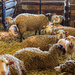 Lambing Complete by farmreporter