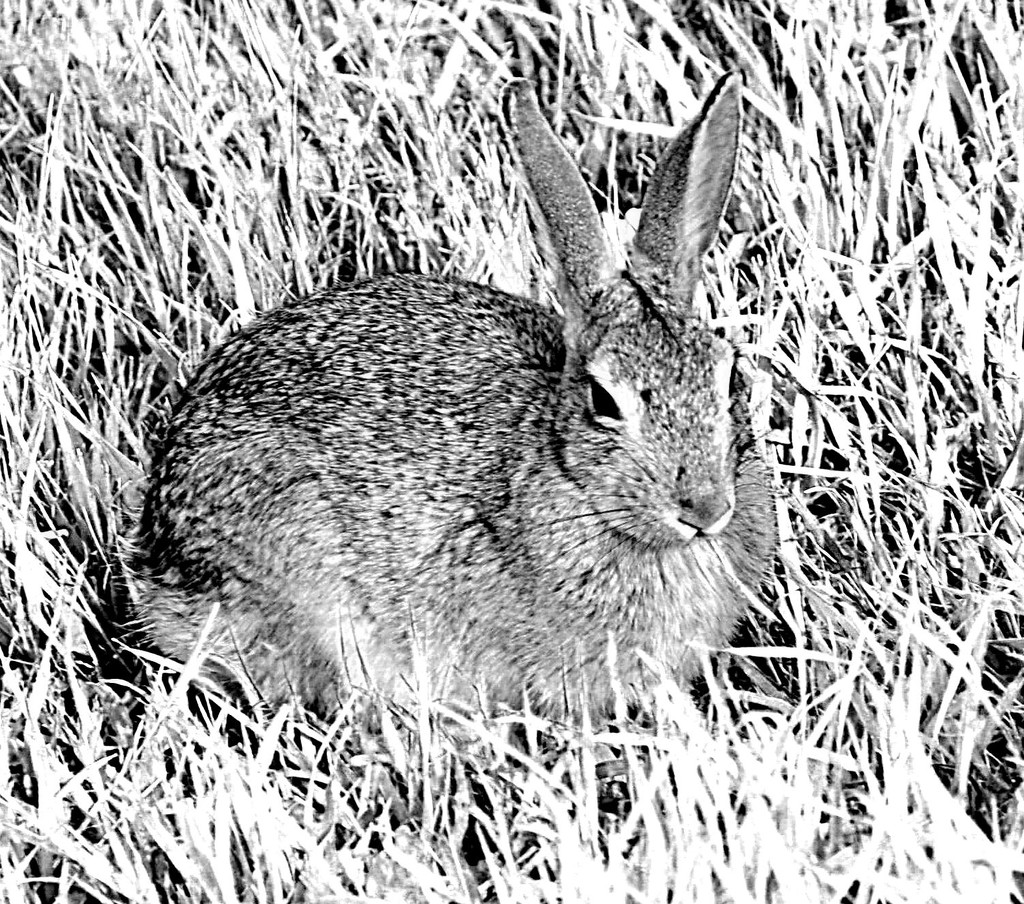 Rabbit by stownsend