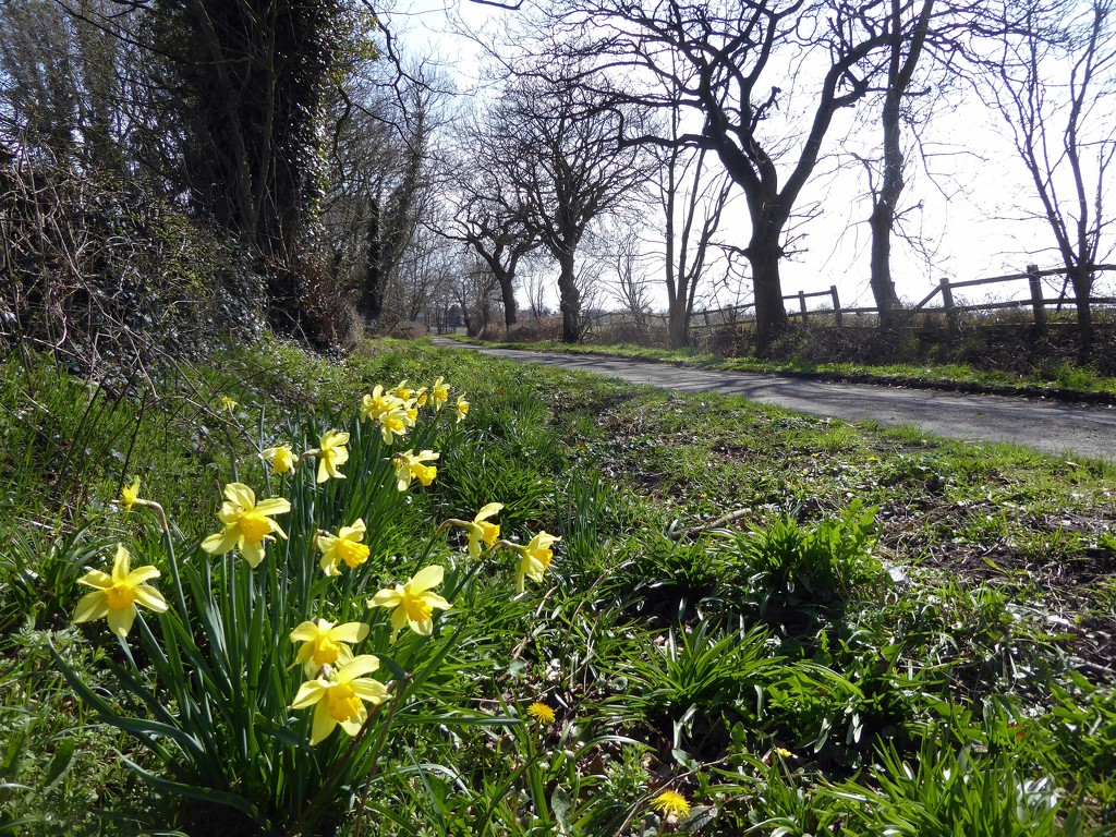 Roadside Daffodils by cmp