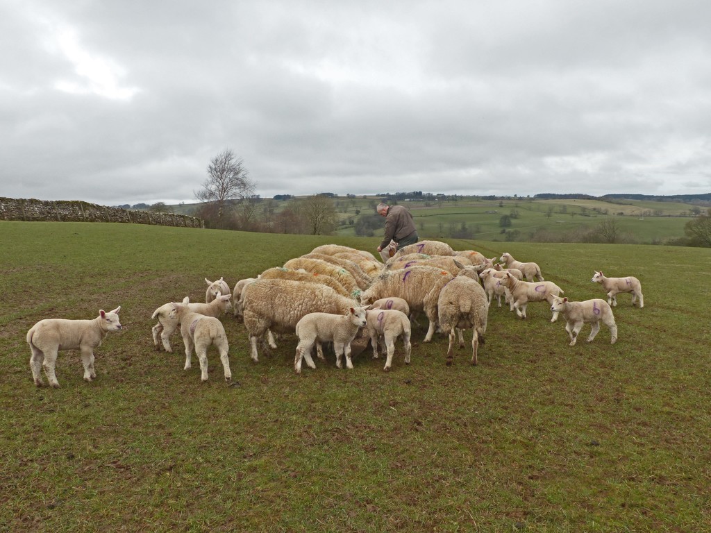 Sheep feeding by shirleybankfarm