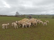 9th Apr 2018 - Sheep feeding