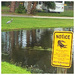 Gators and Egret by wilkinscd