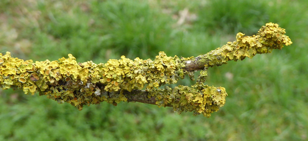 Yellow fungus by gaf005