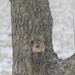 Snowing On Squirrel by bjchipman