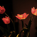 tulips by dianen