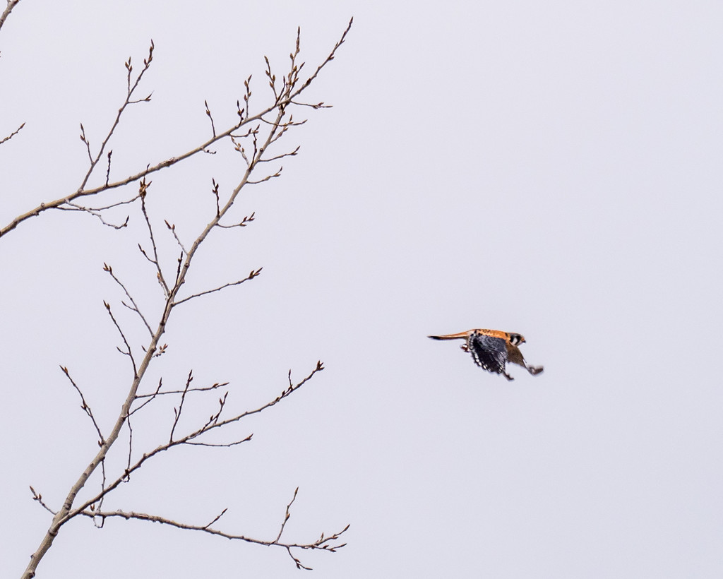 American Kestrel in flight from tree by rminer