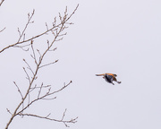 9th Apr 2018 - American Kestrel in flight from tree