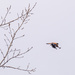 American Kestrel in flight from tree by rminer