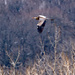 Great Blue Heron in flight wide by rminer