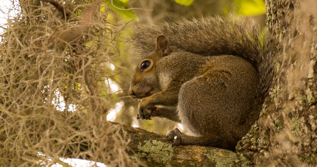 Moss and Squirrel! by rickster549