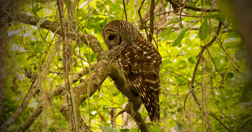 Barred Owl Trying to Snooze! by rickster549