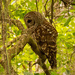 Barred Owl Trying to Snooze! by rickster549