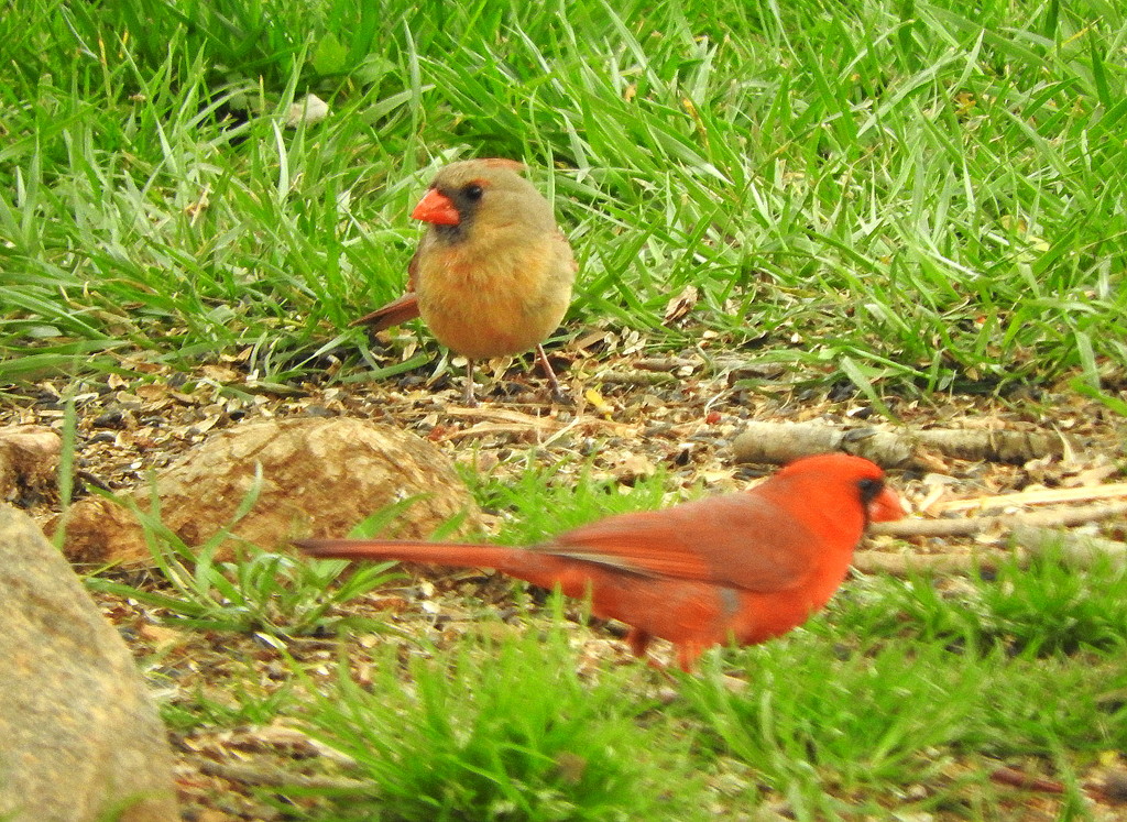 Mr. and Mrs. Cardinal by homeschoolmom