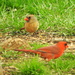 Mr. and Mrs. Cardinal by homeschoolmom