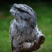 Tawny Frogmouth by judithdeacon