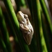  Slender Tree Frog by judithdeacon