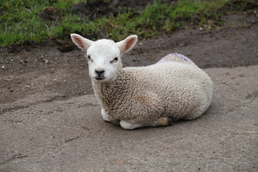 Spring Lamb by oldjosh