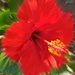 Hibiscus by harbie