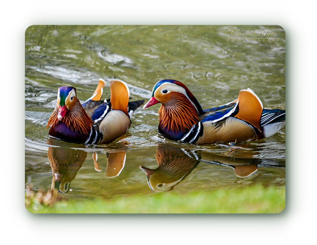 Mandarin Ducks by carolmw