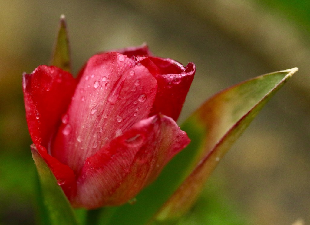 The first tulip in my garden this year by orchid99