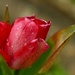 The first tulip in my garden this year by orchid99