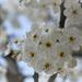 Fresh White Blossoms by alophoto