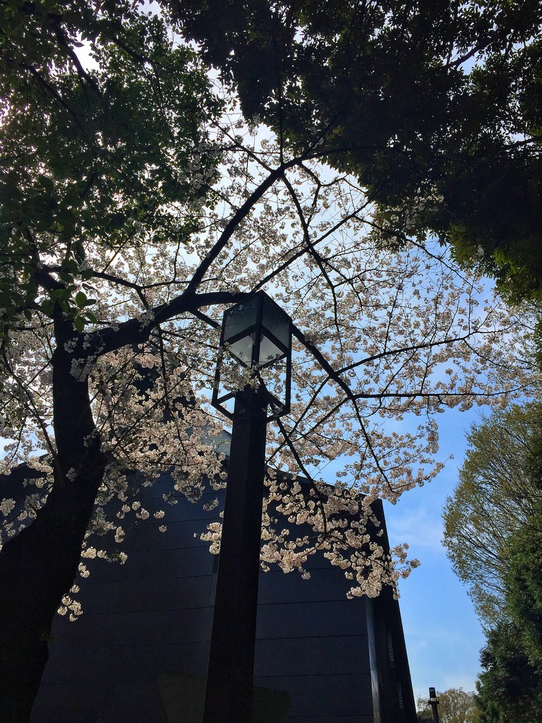 Cherry blossom. by cocobella