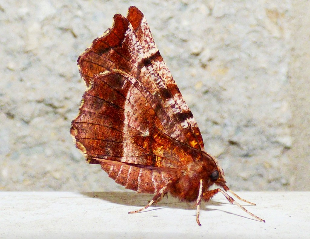 Early Thorn moth - Selenia dentaria by julienne1