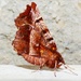 Early Thorn moth - Selenia dentaria by julienne1