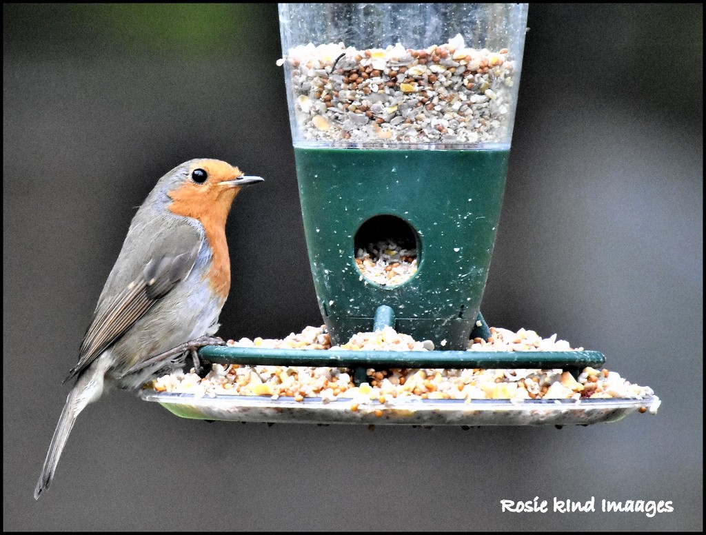 Enjoying the robin seed by rosiekind