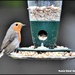 Enjoying the robin seed by rosiekind