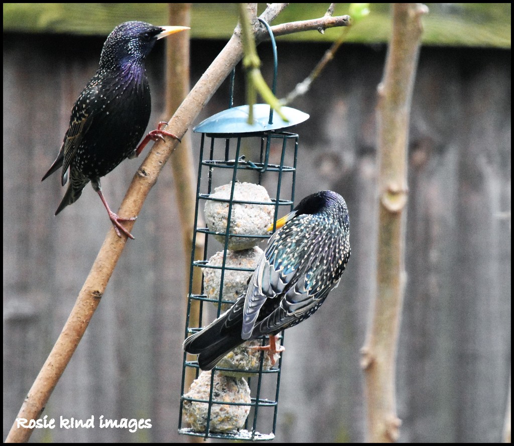 Two of the greedy starlings by rosiekind
