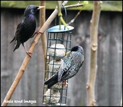 10th Apr 2018 - Two of the greedy starlings