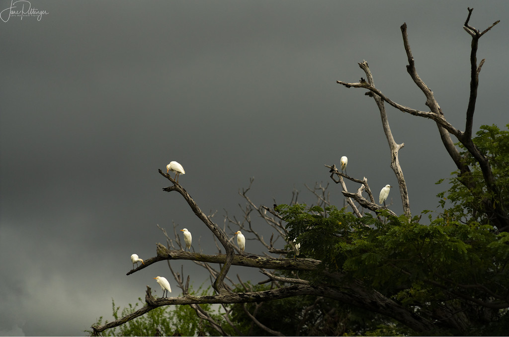 Cattle Egrets  by jgpittenger