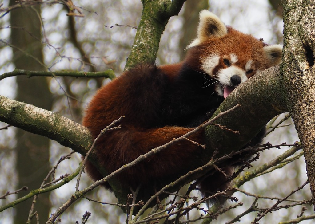 Red Panda by jacqbb