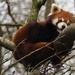 Red Panda by jacqbb