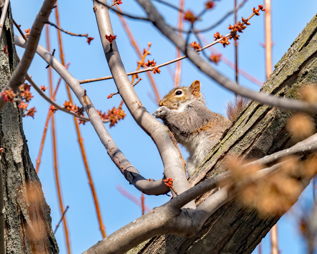 Squirrel in a budding Tree by rminer