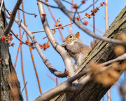 10th Apr 2018 - Squirrel in a budding Tree