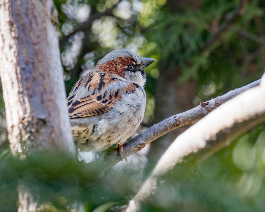 Male House Sparrow by rminer